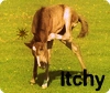 Itchy