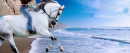 Horses is elegants
