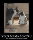 lol cat