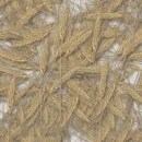 wheat wallpaper