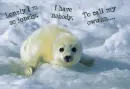 baby seal cute