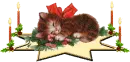 Christmas Cat