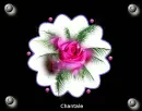 Pink rose