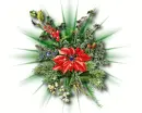 Christmas Flowers