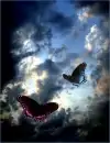 Butterflies in Sky