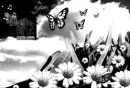 butterfly1