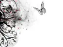 butterfly2