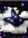 butterfly5