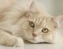 white cat