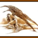 Disturbed Angel