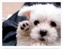 A cute puppy