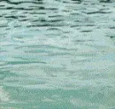 DOLPHINS!!!