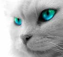 kitty eyes [is b.e.a.u.ti.ful.]