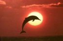 dolphin_sunset2