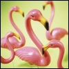 yard flamingo