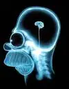 Homer's brain
