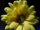 yellow sunflower 