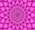 Pink flower