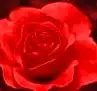 Red Rose