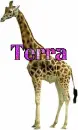 terra giraffe