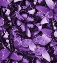 butterfly7