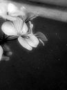Darkened Beauty...