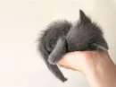 Cute