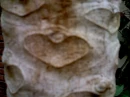 Ã¡rbol corazÃ³n 