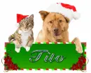 dog cat christmas
