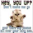 lazy cat