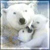 Polar bears