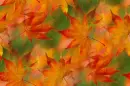 Background-Fall Leaves