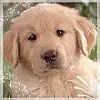 Doggy