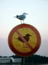 bird