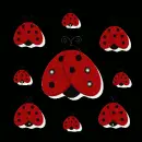 Lady bug