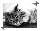 Cat with blue eyes