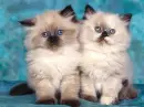 kittys