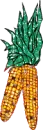 Indian corn