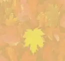 autumn leaves wallpaper