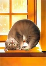 cat