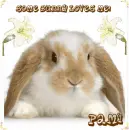 Some Bunny Loves Me ~ Pami