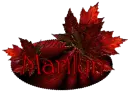 Red Maple - Marilyn