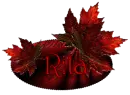Red Maple - Rita