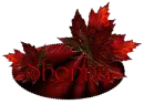 Red Maple - Shonna