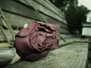 aged rose