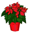 poinsettia avatar