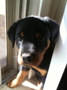 sad face pup