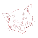 gatto