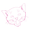 gatto
