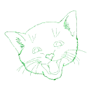 gatto